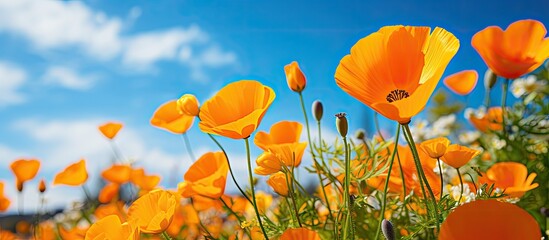 Wall Mural - sunny day garden view of eschscholzia californica flower.
