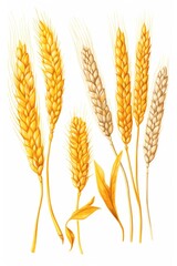 Poster - A bunch of ripe wheat on a white background. Can be used for agricultural themes or as a symbol of abundance
