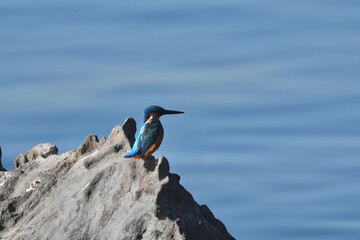 Poster - common kingfisher on a rock