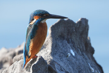 Poster - common kingfisher on a rock