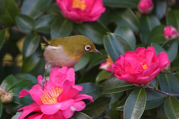 Wall Mural - white eye on a camelia flower