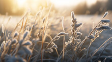 A Field With Frozen Grass