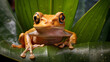 Eared tree frog on a plant Indonesia