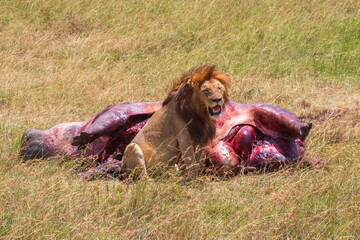 Wall Mural - Big lion sitting by a dead hippo he had kill