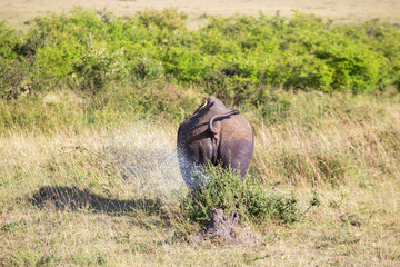 Poster - Black rhino peeing on the savanna from the behind