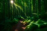 Fototapeta Pokój dzieciecy - sunlight in the forest