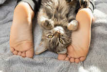 Brown Fluffy Domestic Cat Lies On Its Back Between The Children's Bare Feet On A Soft Blanket At Home On The Bed. Good Morning. A Gentle Cozy Atmosphere Between Kitten And Child. Favorite Pet