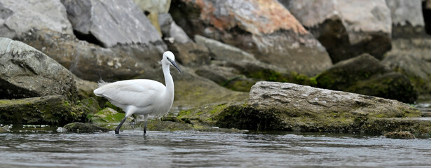 Canvas Print - Seidenreiher // Little egret (Egretta garzetta) - Axios-Delta, Griechenland