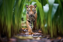 Sumatran Tiger Walking Through Dense Jungle Foliage