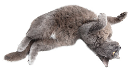 Wall Mural - Gray cat isolated on transparent background. Close-up