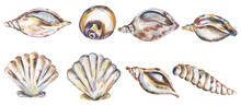 Acrylic Hand Painted Sea Shells  Illustration Set, Graphic Shells Clipart, Ocean Life Clip Art