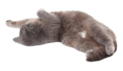 Wall Mural - Gray cat isolated on transparent background. Close-up