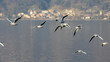 Gabbiani in volo - lago di Como