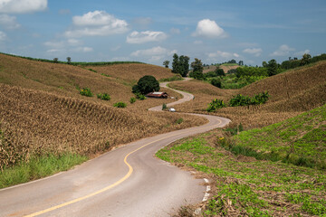 Wall Mural - long curvy forest asphalt road over the hills. beautiful curved road in the farm. side view of road