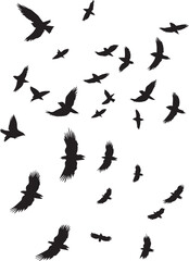 Wall Mural - Flying birds silhouettes on white background