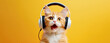 A funny cat listens to music on headphones and sings on a colored background, close-up muzzle.