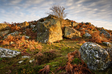 Wall Mural - Lone Tree in Corby's Crags, which look over the Vale of Whittingham towards the Cheviot Hills at Edlingham, Northumberland