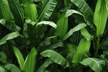 Sticker - Green banana leaves. Generative AI