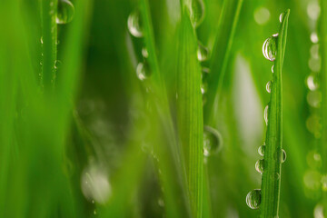 Wall Mural - Green wet grass with dew on a blades