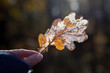 Dry autumnal leaf