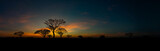 Panorama silhouette tree in africa with sunset.Tree silhouetted against a setting sun.Dark tree on open field dramatic sunrise.Typical african sunset with acacia trees in Masai Mara, Kenya.Open field.
