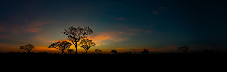 Wall Mural - panorama silhouette tree in africa with sunset.tree silhouetted against a setting sun.dark tree on o