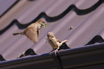 Wall Mural - A pair of sparrows builds their house under the roof of a human dwelling, carrying building materials in their beaks...