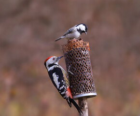 Wall Mural - The woodpecker tolerates coal tit next to him..because he is very busy with the contents of the feeder.