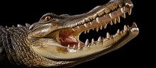 Crocodile's Jaws