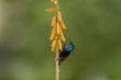 The purple sunbird is a small bird in the sunbird family found mainly in South and Southeast Asia but extending west into parts of the Arabian peninsula. 