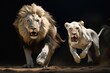 A lion and a lioness jumping on a black background. A roaring pair of lions are running on a dark background.
