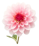 pink dahlia isolated on white