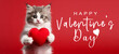 Happy Valentine's Day, Valentines Day, love, celebration concept greeting card with text - Cute baby cat holding a red heart , isolated on red background