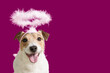 Cute smiling dog with halo of angel against solid color purple background. Love and care concept.