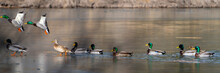 Wild Ducks And Waterfowl In Northern Arizona. Birds Stopping Through For Winter.