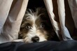 Close-up of a dog peeking out from under a blanket