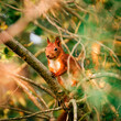 Bystra dzika wiewiórka na drzewie w parku