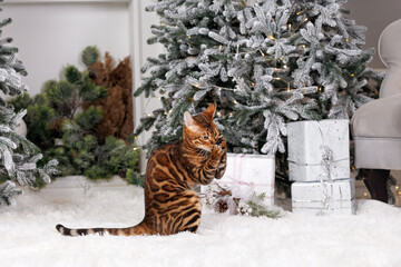 Sticker - funny bengal cat holding something in his paws indoors in front of a Christmas tree