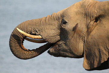 Poster - African elephant drinking water