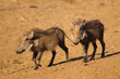 Warthog coupkle running along dry ground