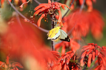 Wall Mural - Butterfly looking for nectar in red flowers