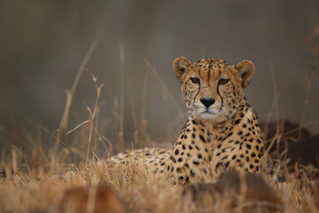 cheetah resting on the ground in the late afternoon