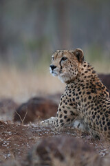 Canvas Print - Cheetah resting on the ground in the late afternoon