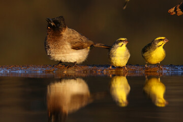 Wall Mural - Canaries and bulbul with reflections at a pond