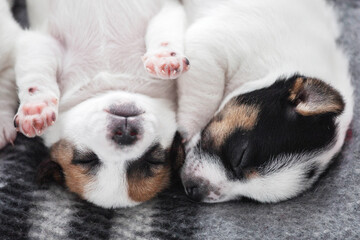 Wall Mural - Newborn Puppy is lying on white blanket