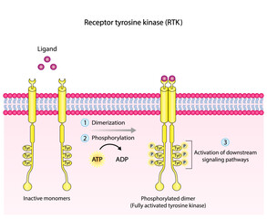 Tyrosine kinase receptor. Dimerization, phosphorylation, activation and cellular response. Cell membrane receptors for ligands as growth factors and cytokines binding. Insulin receptor. vector design