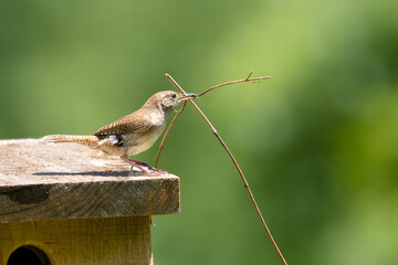 Sticker - A House Wren perched on a wooden nest with a stick in its beak