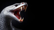 White snake open mouth ready to attack isolated on gray background