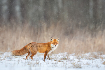 Wall Mural - Mammals - European Red Fox (Vulpes vulpes)