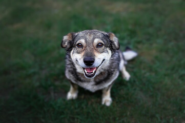 Wall Mural - cute dog sitting on the grass and smiling